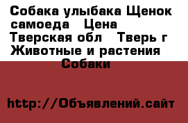 Собака-улыбака Щенок самоеда › Цена ­ 25 000 - Тверская обл., Тверь г. Животные и растения » Собаки   